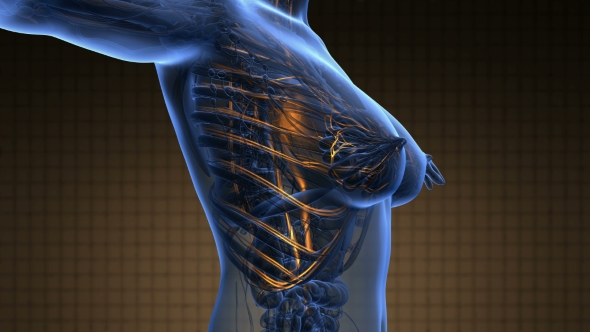 Human Body With Glow Blood Vessels alt