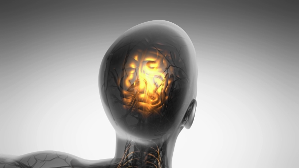 Anatomy Of Human Brain alt