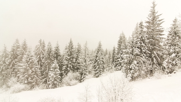 Winter Landscape With High Spruces And Snow In Mountains