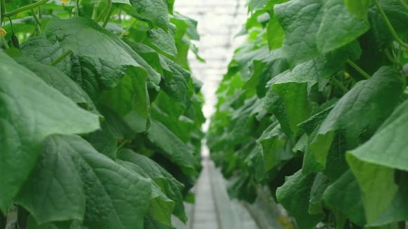 Rows of Fresh Ripe Cucumbers in Greenhouse