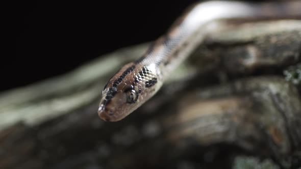 Close Up of the Head of the Boa Constrictor Nonvenomous Snake