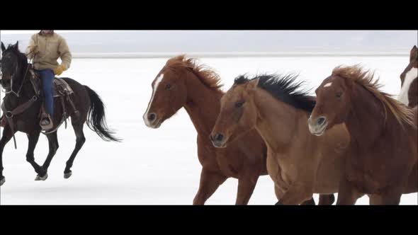 Slow motion wide screen of horses running as it is snowing.