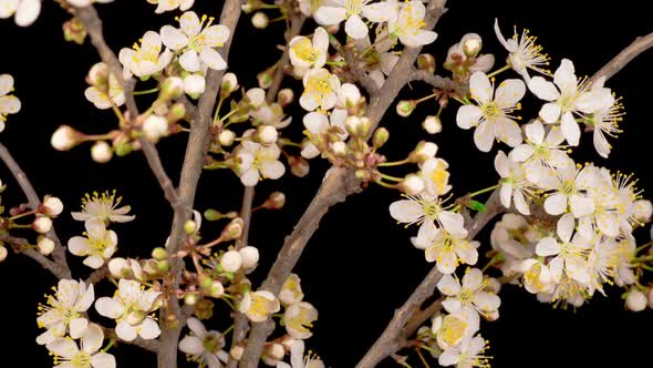 White Flowers Blossoms on the Branches Cherry Tree