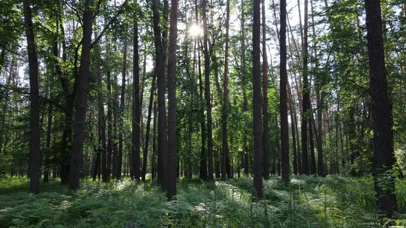 Trees in the Forest By Summer Day