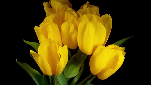 Yellow Tulips Bloom in Time Lapse