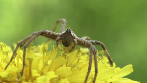 Spider On Dandelion Flower