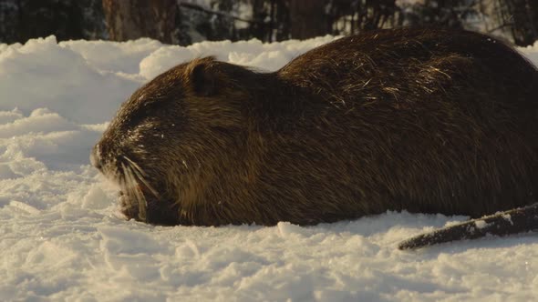 Closeup Nutria Gnaws on a Carrot Sitting in the Snow in a City Park