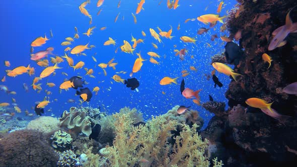 Tropical Underwater Sea Fish