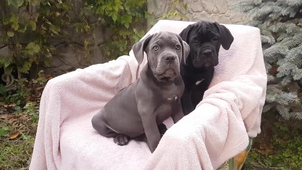 Two cute puppies Cane Corso