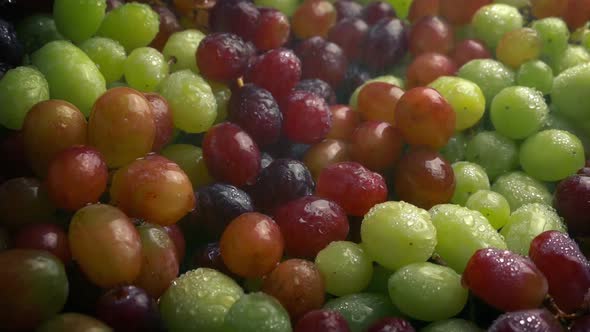 Mixed Grapes In Fine Water Mist