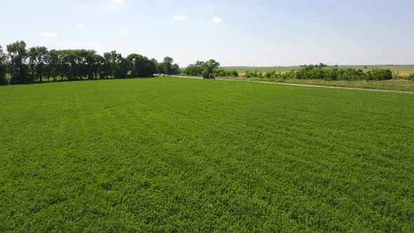 Alfalfa Field