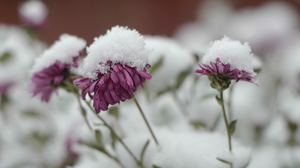 Winter Is Coming 2 alt