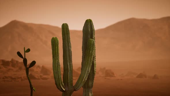 Arizona Desert Sunset with Giant Saguaro Cactus