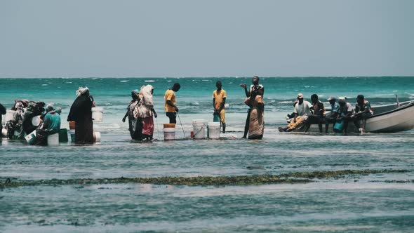 Local African Women Collect Seafood in Shallow Waters of Ocean Low Tide Zanzibar