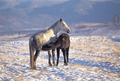 Horse foal suckling from mare in in a snowy meadow - PhotoDune Item for Sale
