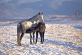 Horse foal suckling from mare in in a snowy meadow - PhotoDune Item for Sale