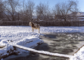 alonge cow stay near mountain river in the winter snowy time - PhotoDune Item for Sale