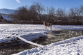 alonge cow stay near mountain river in the winter snowy time - PhotoDune Item for Sale