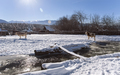 two cows stay near mountain river in the winter snowy time - PhotoDune Item for Sale