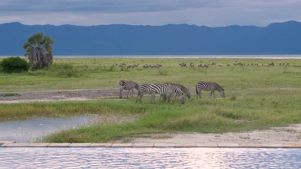 Infinity Swimming pool at Tarangire National park with Zebras grazing  - 4k