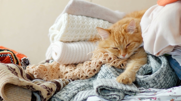 Cute Ginger Cat Sleeps On a Pile Of Knitted Clothes. Warm Knitted Sweaters And Scarfs Are Folded In