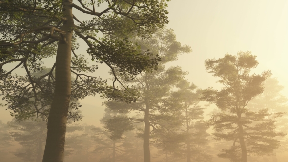 Morning Forest In Fog