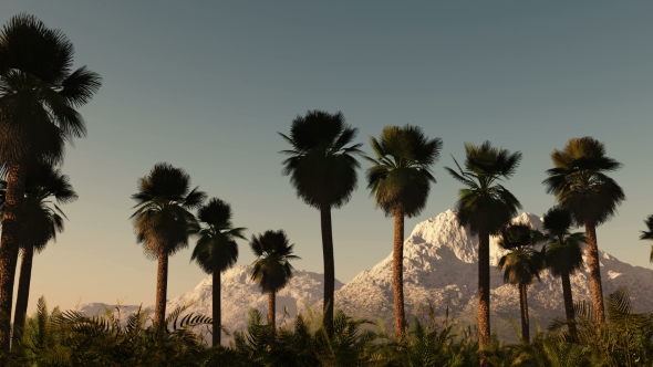 Palms In Desert At Sunset