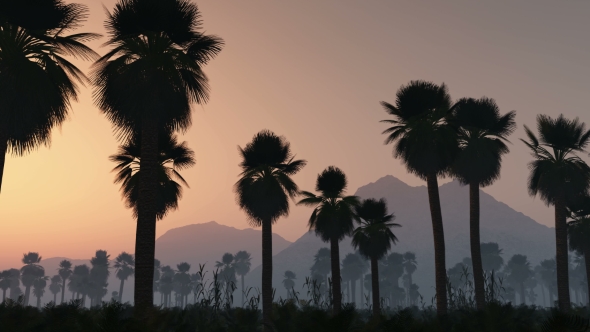 Palms In Desert At Sunset