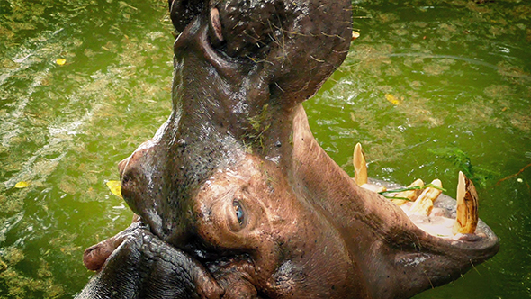 Hippo Roars And Submerges