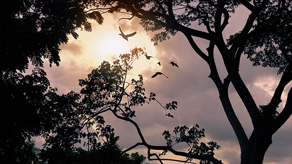 Birds Fly Past Sunrise In Jungle