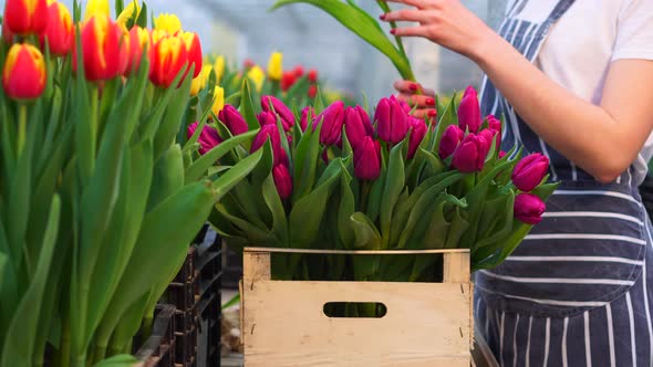 Woman Farmer Stacks Blooming Tulips