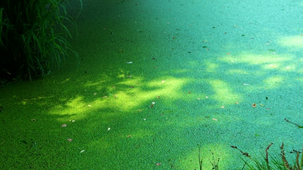 Green Slime From Algae In Lake