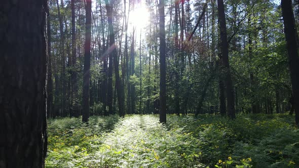 Summer Forest with Pine Trees Slow Motion