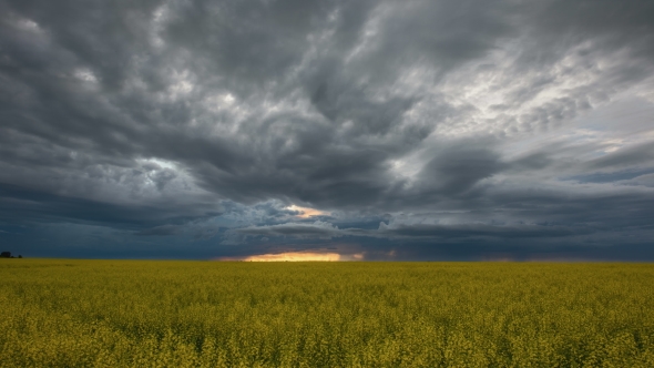 Stormy Clouds Over a Canola Field