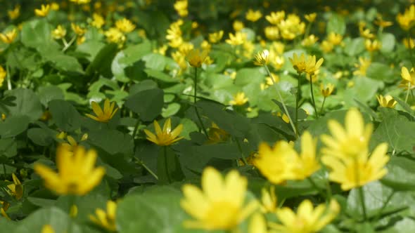 Beautiful Yellow Flowers In The Wind