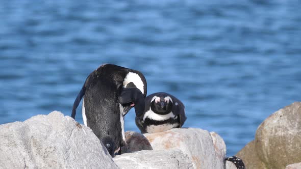 Penguins preening his feathers and the other sleeps on the rocks