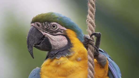 Slow motion closeup shot of a Blue and Yellow macaw hanging from a rope and looking around