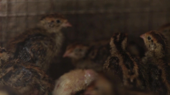 Small Quail In Incubator