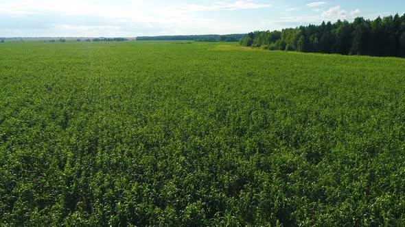 Aerial View of Green Corn Maize Field. Plantation Landscape in Sunny Summer Day - Drone Collection