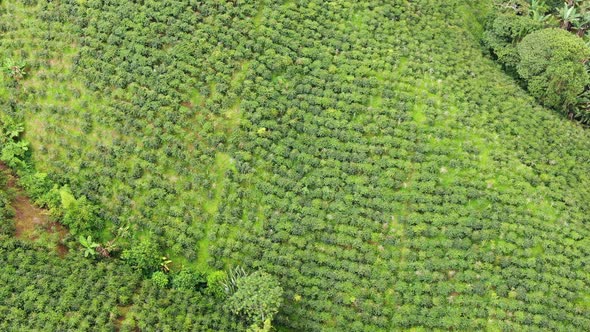 Coffee plantations on the mountains of my farm in Colombia