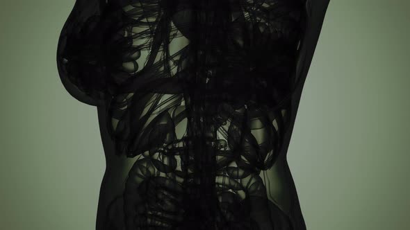 3D MRI Woman Body Scan alt