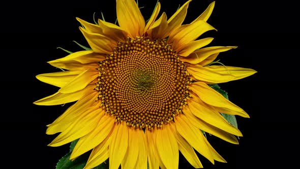 Yellow Sunflower Head Blooming in Time Lapse Side View.  Moving Opening Big Flower on a Black  alt