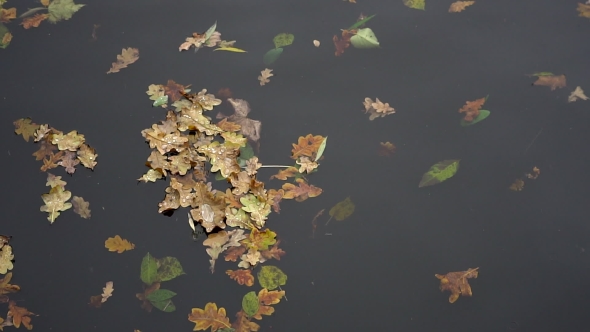 Yellow Puddle Leaves Autumn Floating In Pool