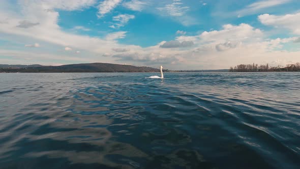 Beautiful white swan swimming on surface of lake water waves. Low angle