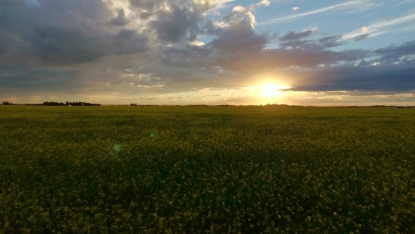 Low Level Aerial Flight Over Canola Field At Sunset In The Prairies