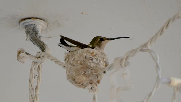 Close up of a female ruby-throated hummingbird siting on a nest then quickly flying away