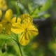 Flower of Greater Celandine - VideoHive Item for Sale