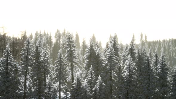 Aerial View of Forest During Cold Winter Morning