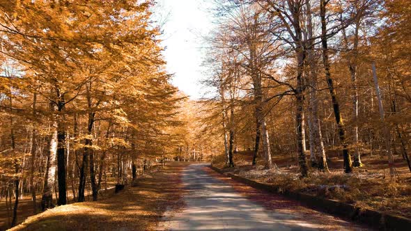 Autumn in Aspromonte Mountains