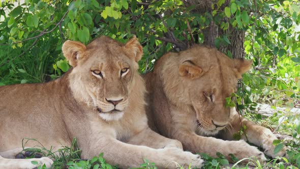 Close Up Two Young Male Lions Sheltering Beneath a Tree, Botswana